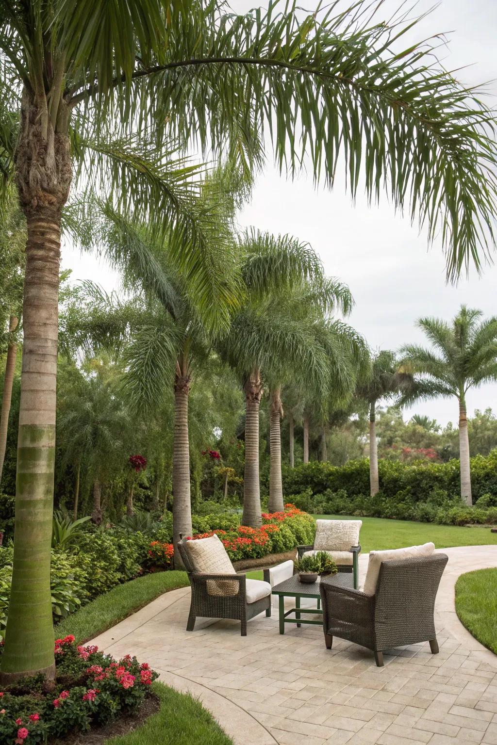 Eco-friendly shade with foxtail palms.