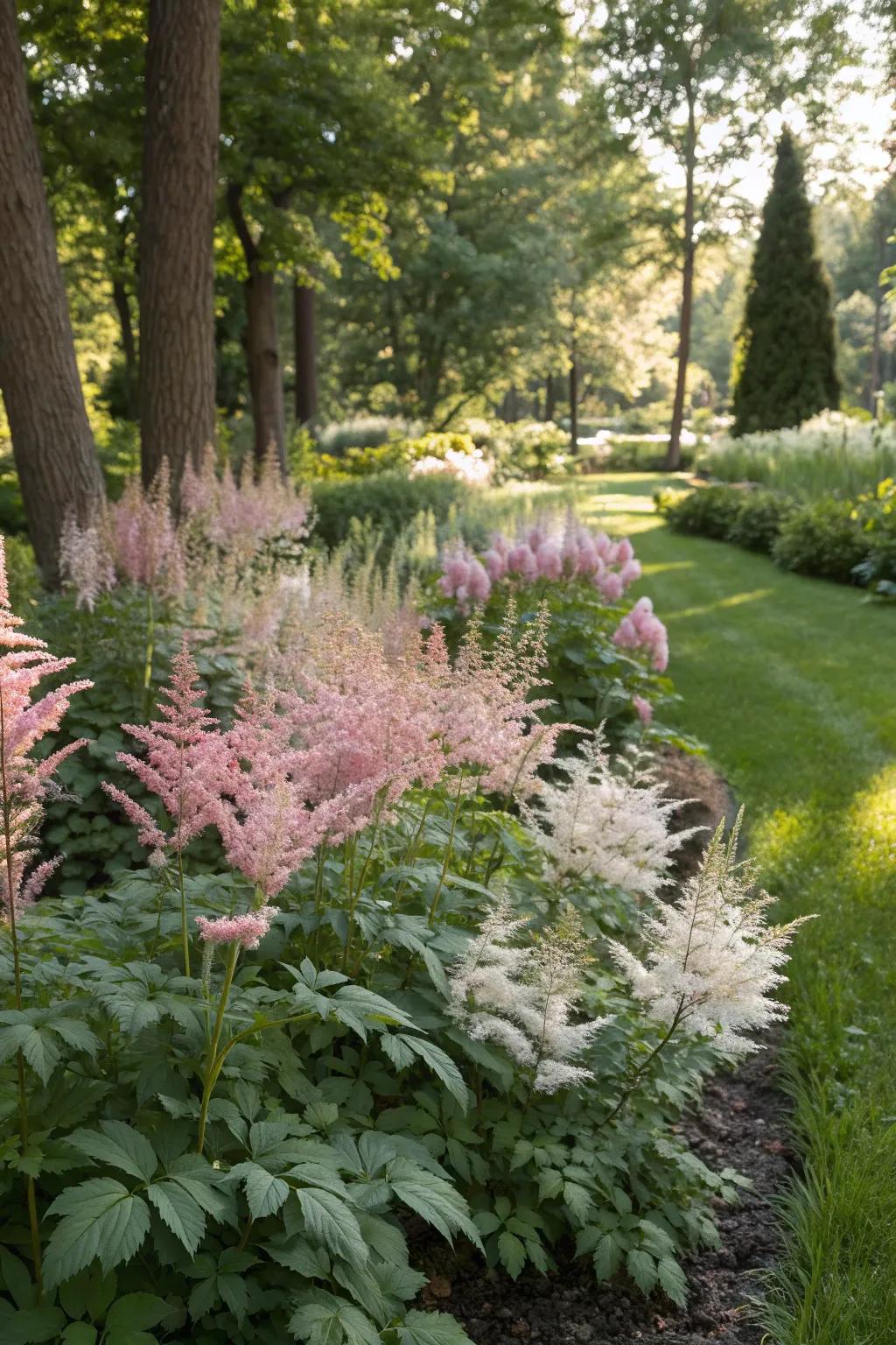 Astilbe flowers adding texture and color to a shaded garden border.