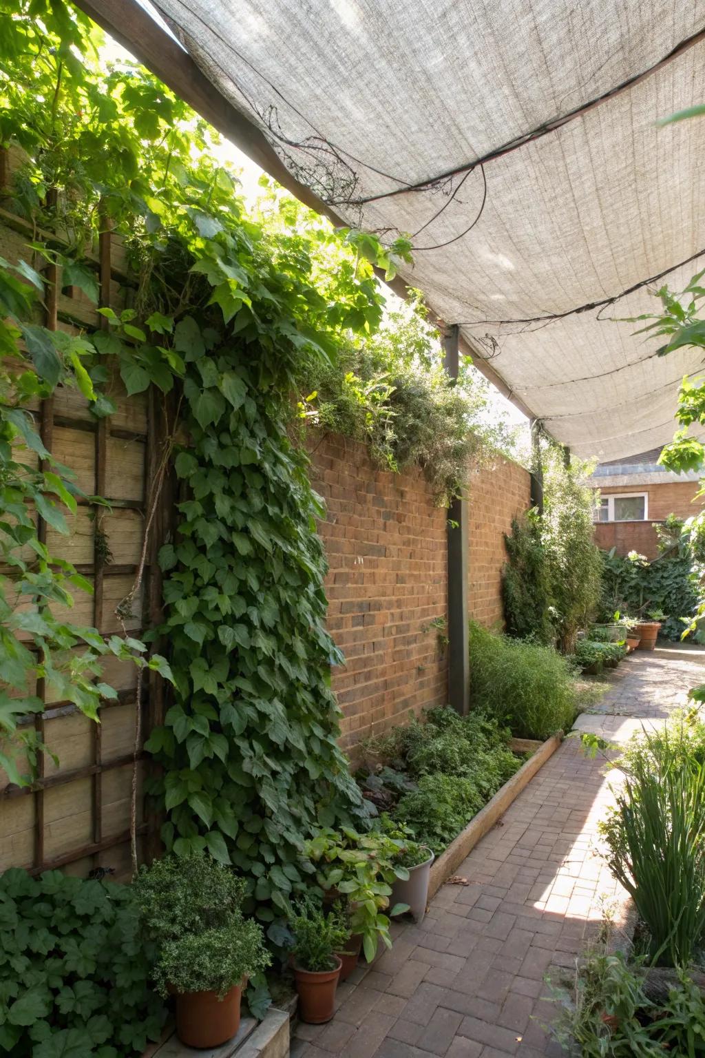 Shade cloth ensures vertical gardens stay cool and healthy.