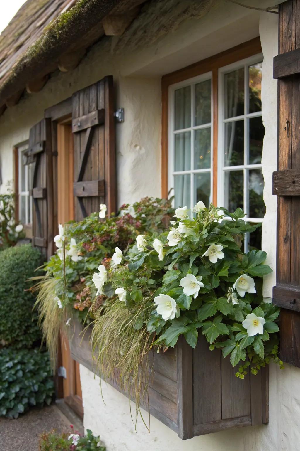Window boxes provide picturesque settings for hellebores.