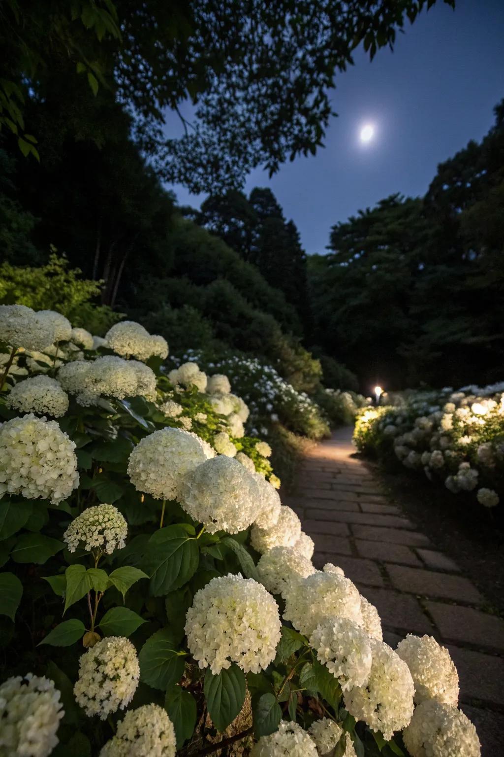 White hydrangeas in a moonlit garden create an enchanting nighttime atmosphere.