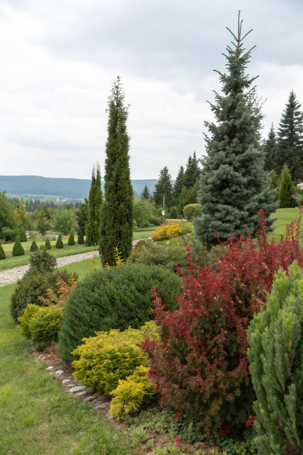 Contrasting garden landscape with barberry and conifers.