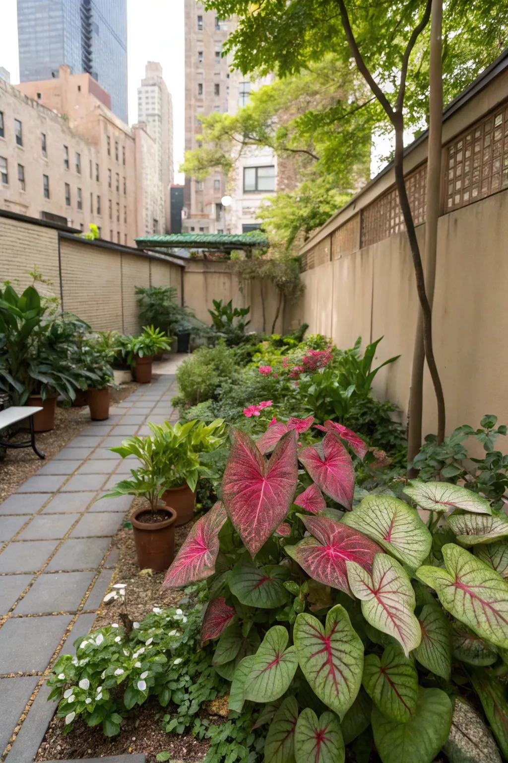 Bring nature to the city with caladiums in urban gardens.