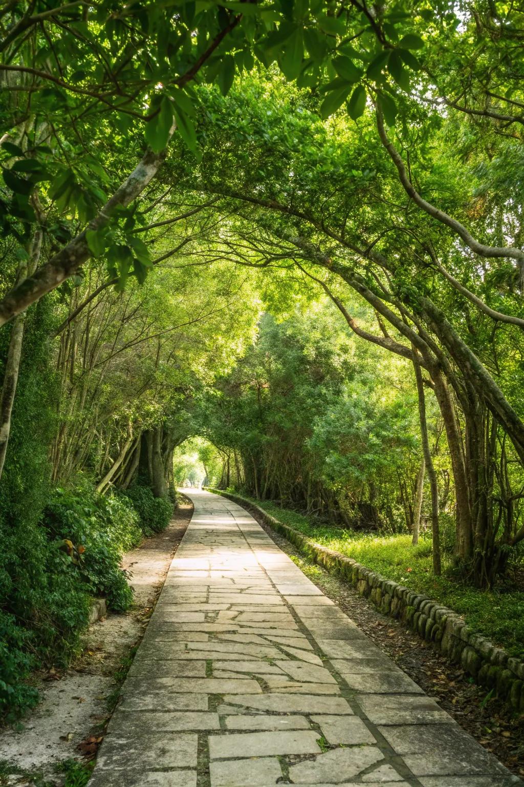 Shaded limestone path under a lush garden canopy.
