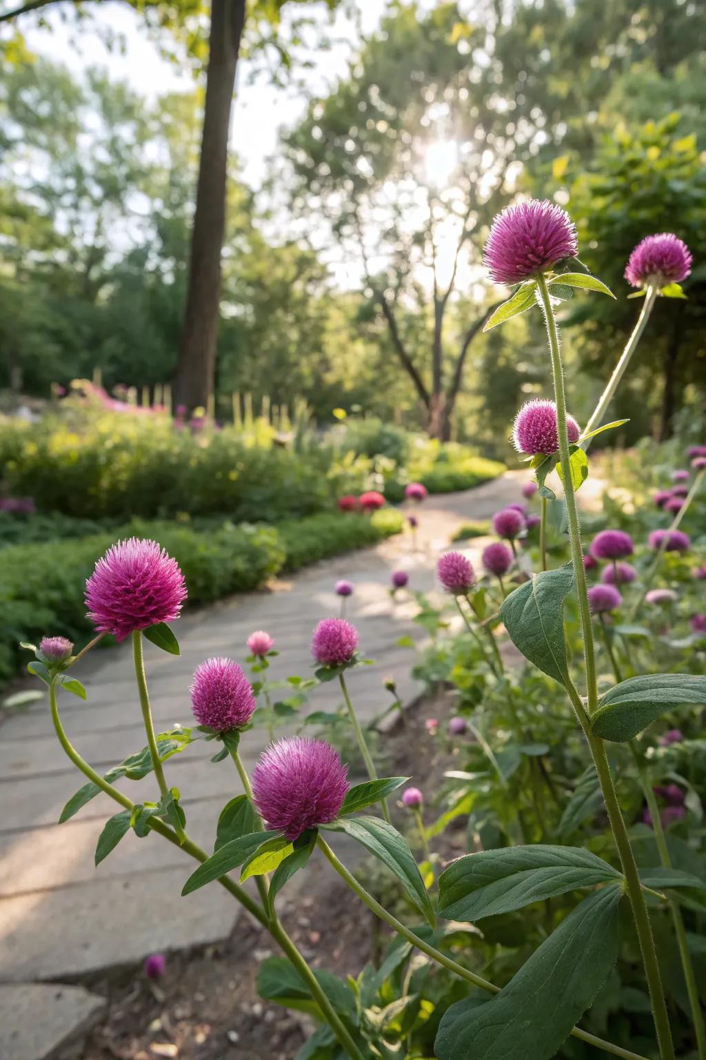 Globe amaranth's playful pink blooms adding whimsy to the garden.