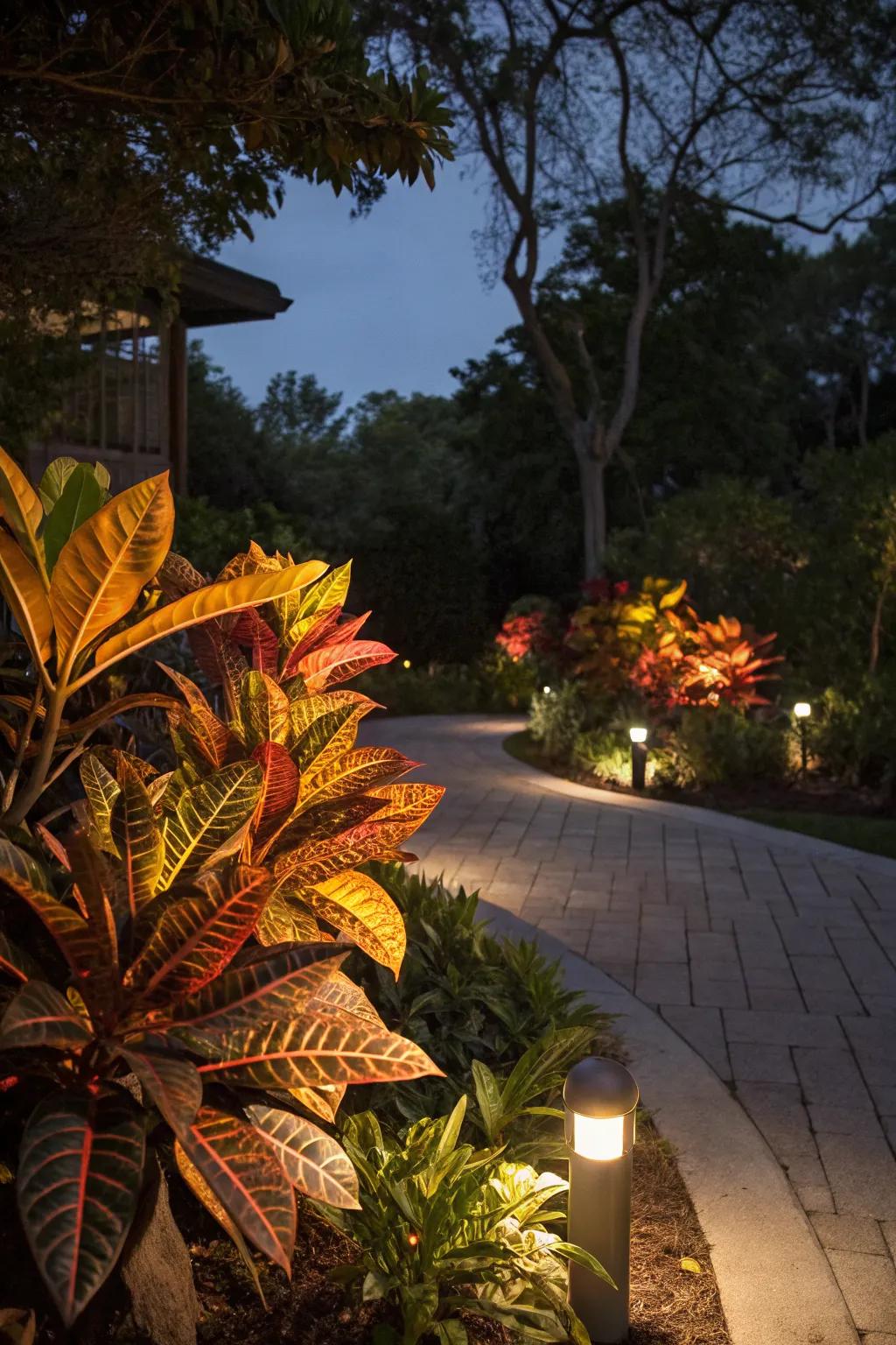 Mammy Crotons glowing enchantingly under garden lights at night.