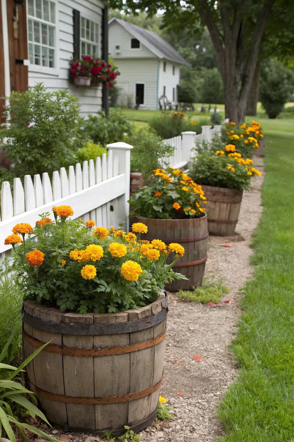 Rustic charm with marigold barrel planters.