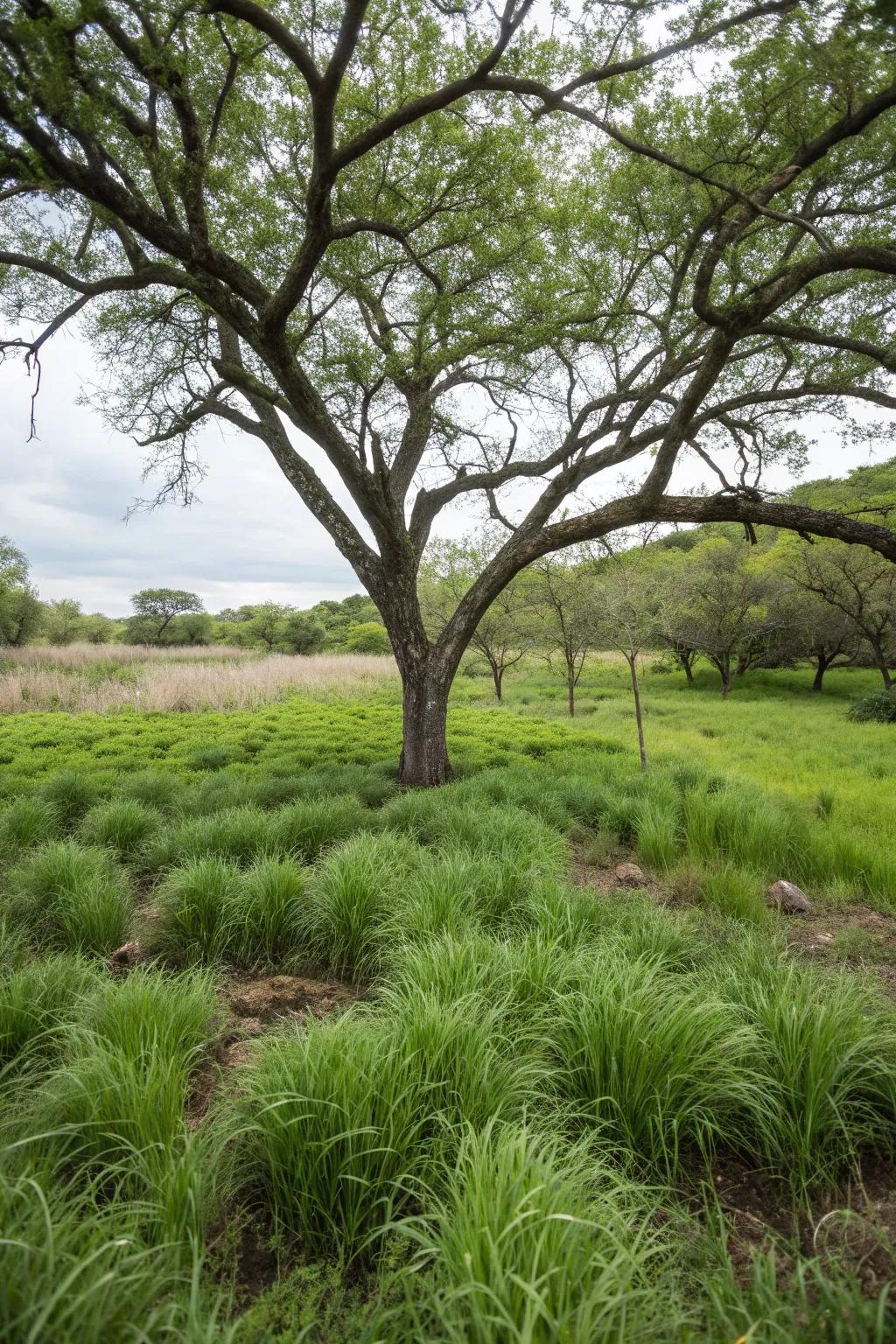 Complete your tree planting with monkey grass underplanting.