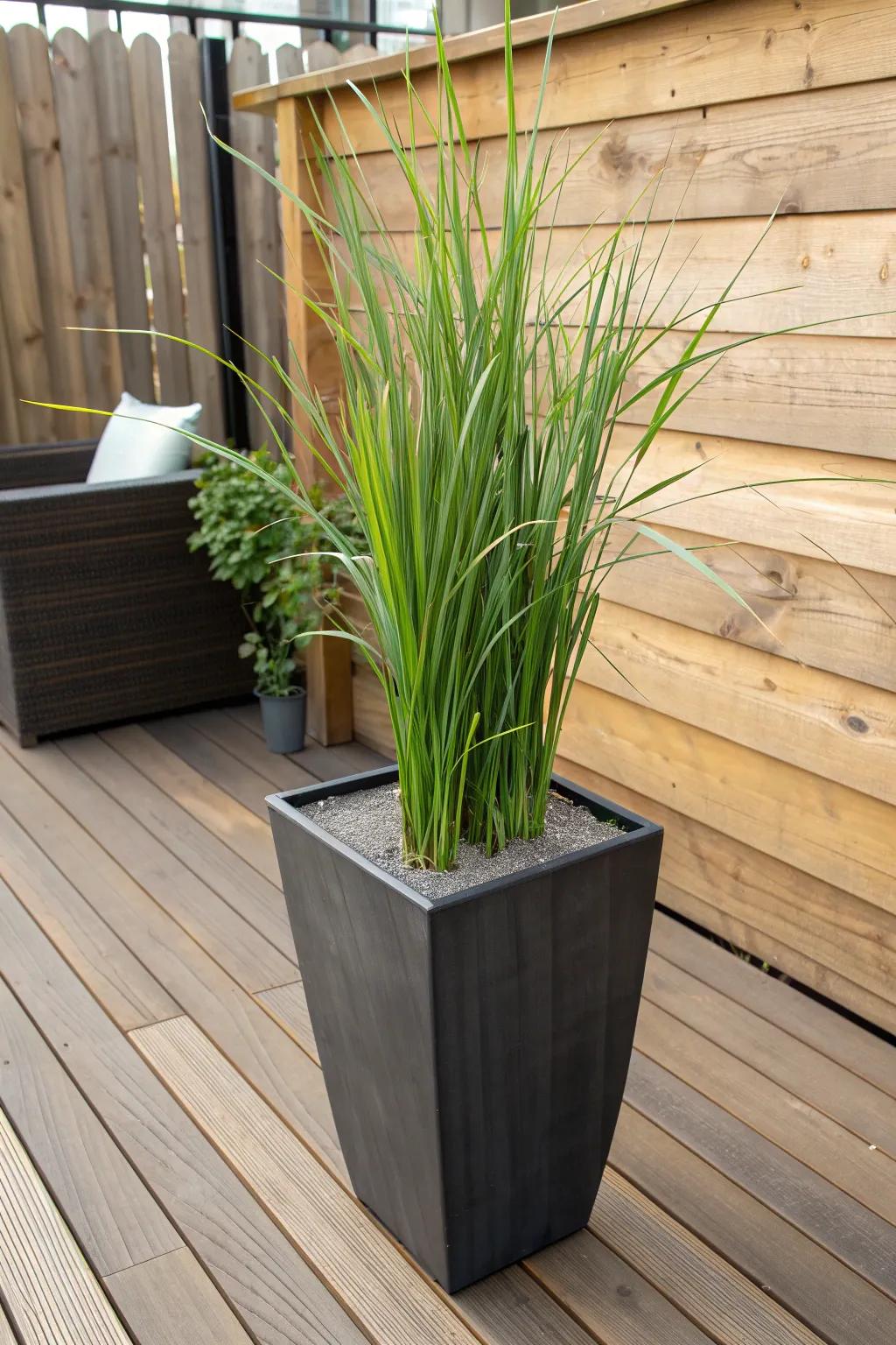 Lemongrass: A stylish, effective mosquito repellent.