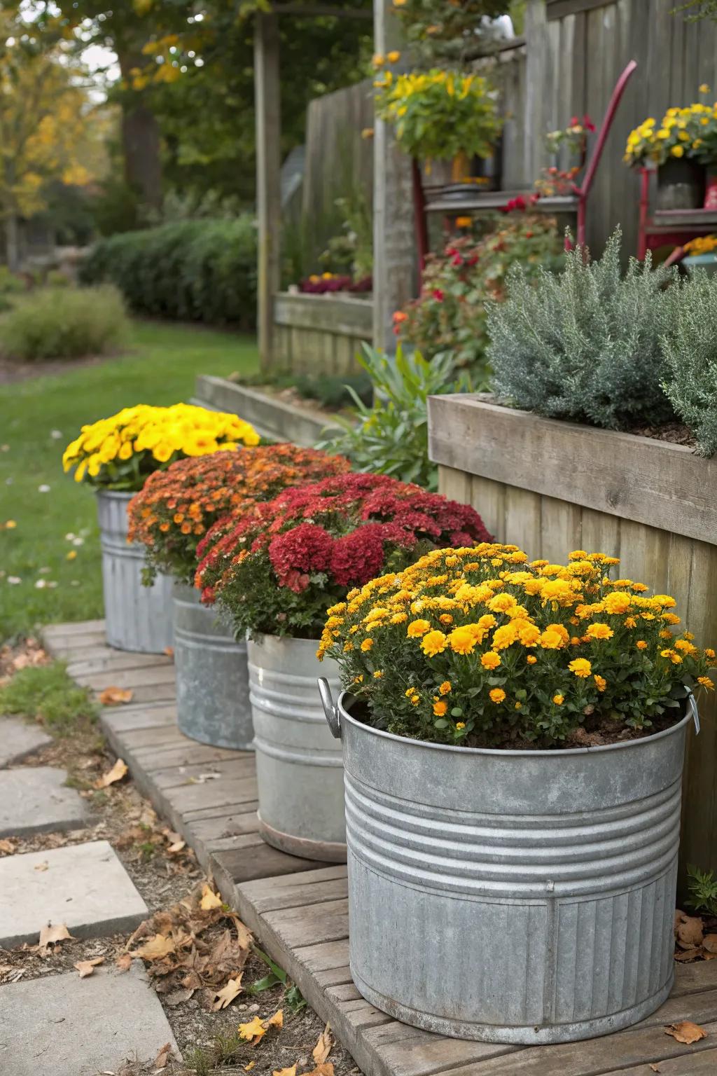 Galvanized containers offer a chic industrial contrast for mums.