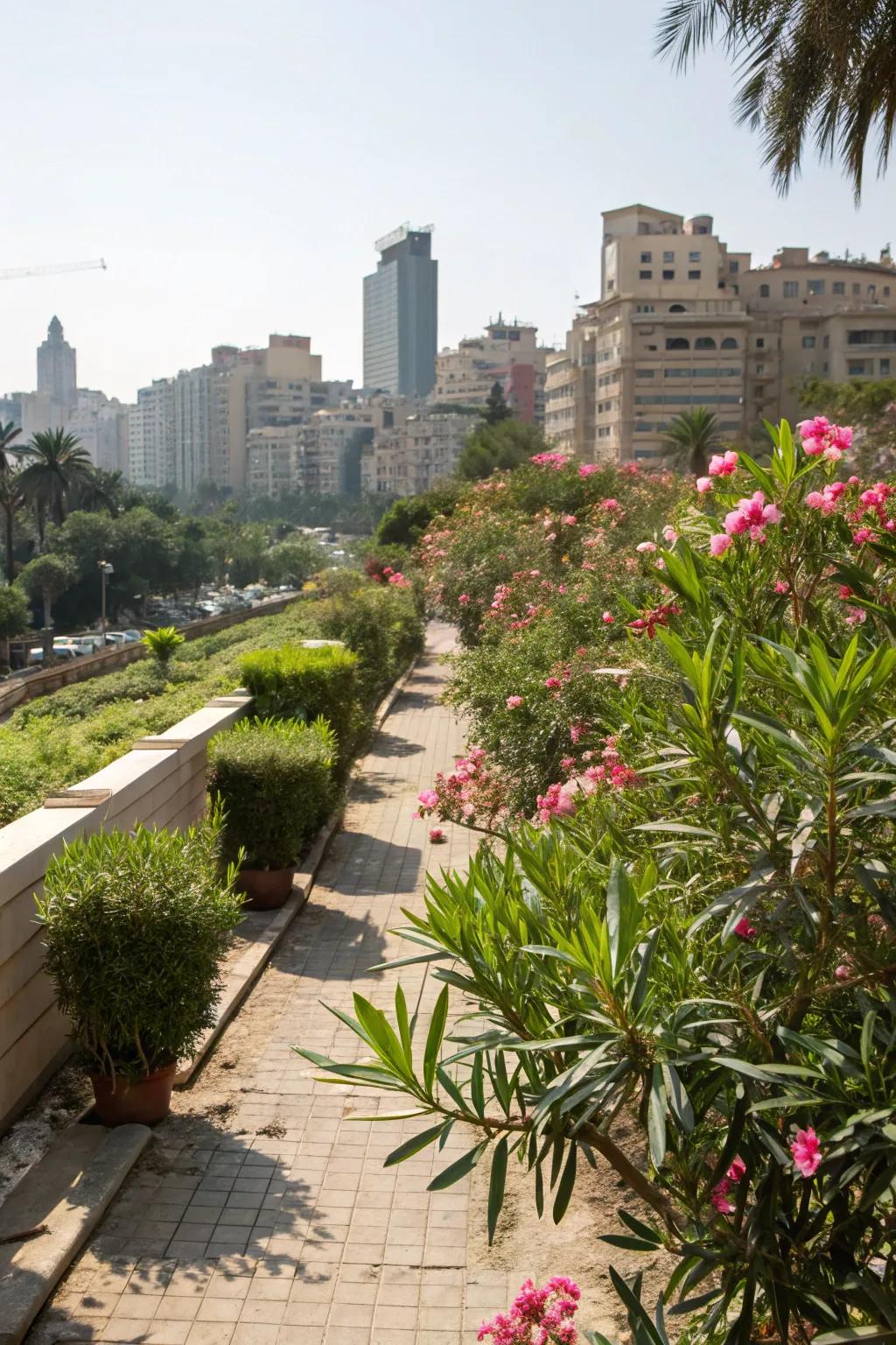 Bring nature to the city with urban oleanders.