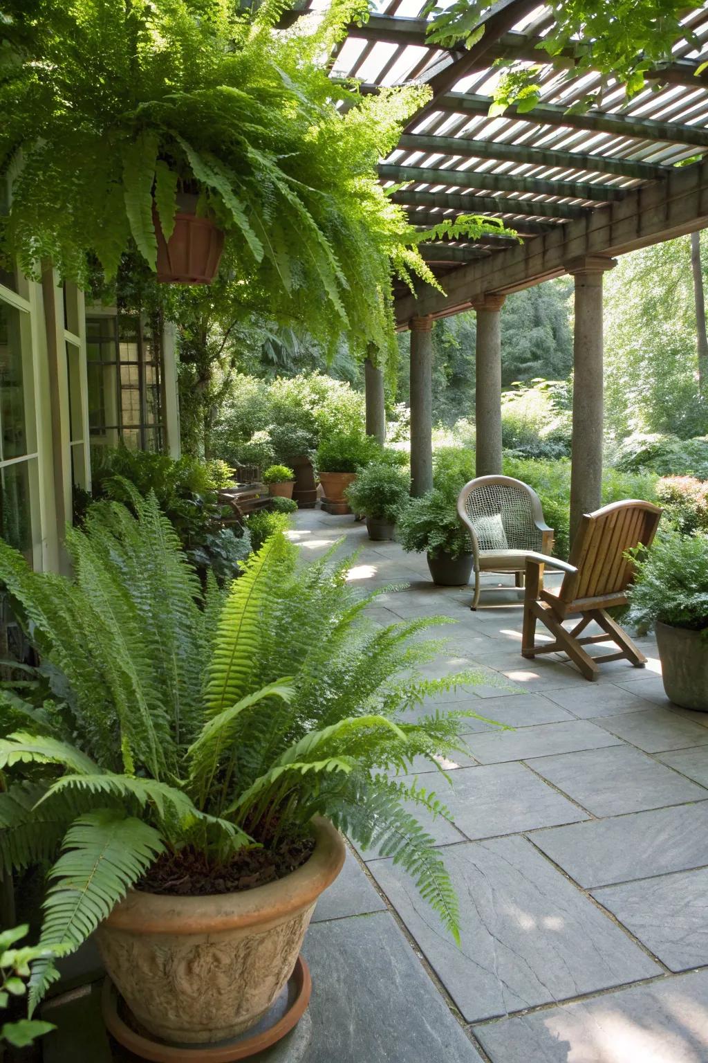 Shade containers filled with vibrant ostrich ferns.