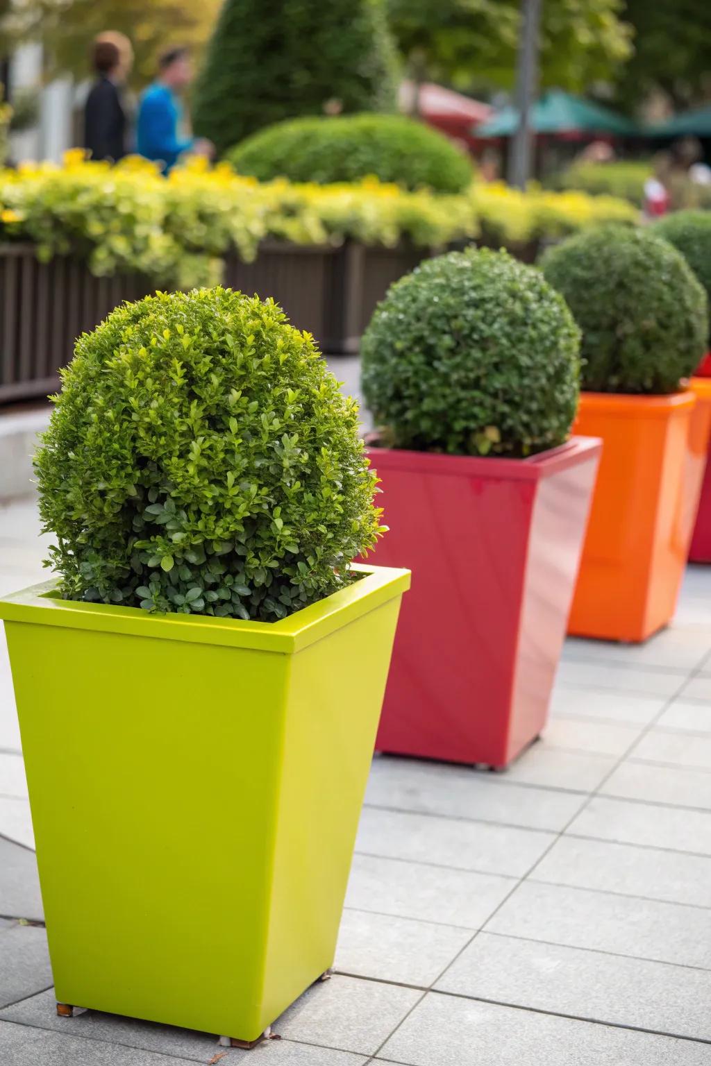 Colorful planters make boxwoods stand out.