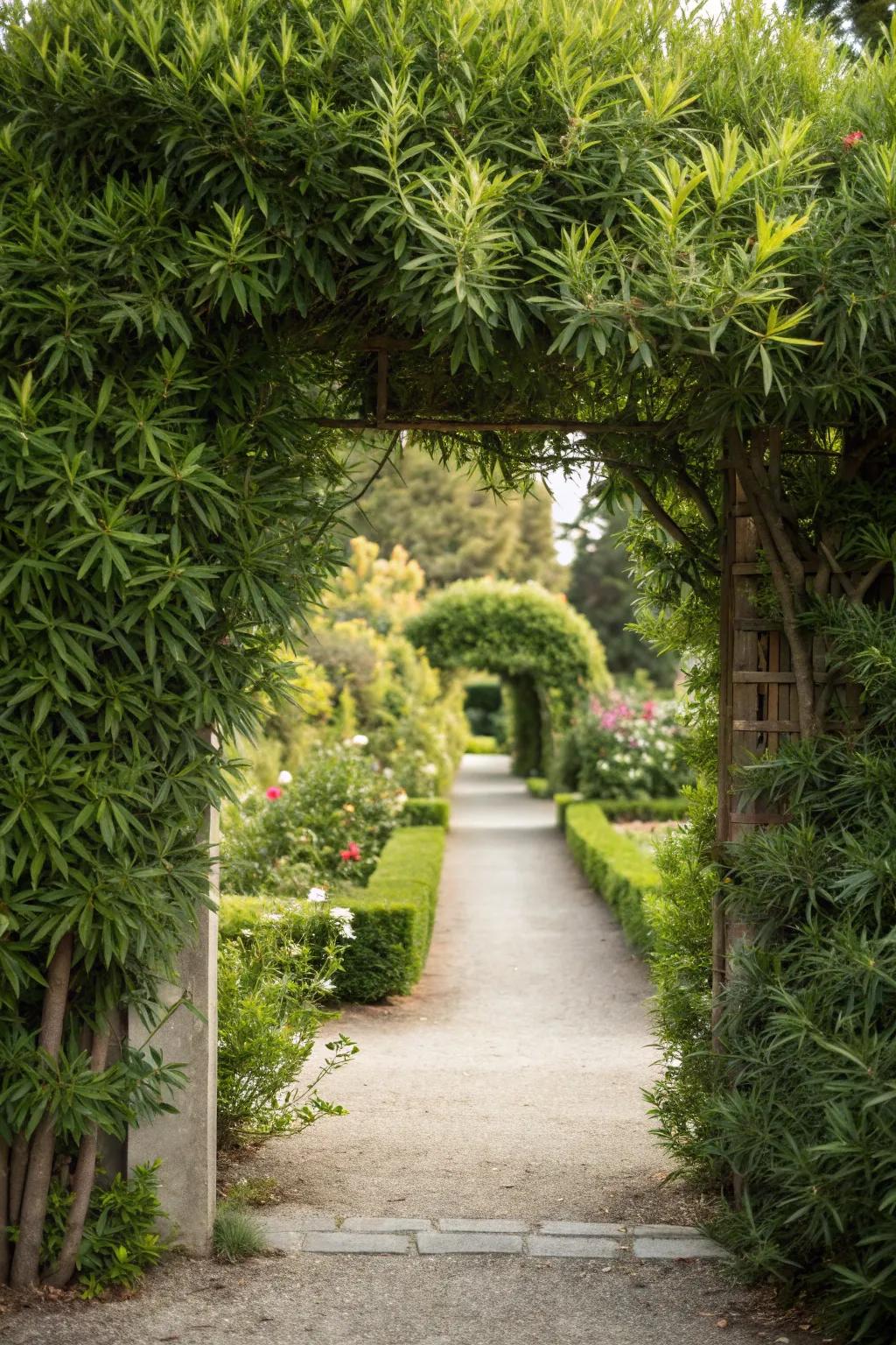 Welcoming garden entrance framed by elegant podocarpus.