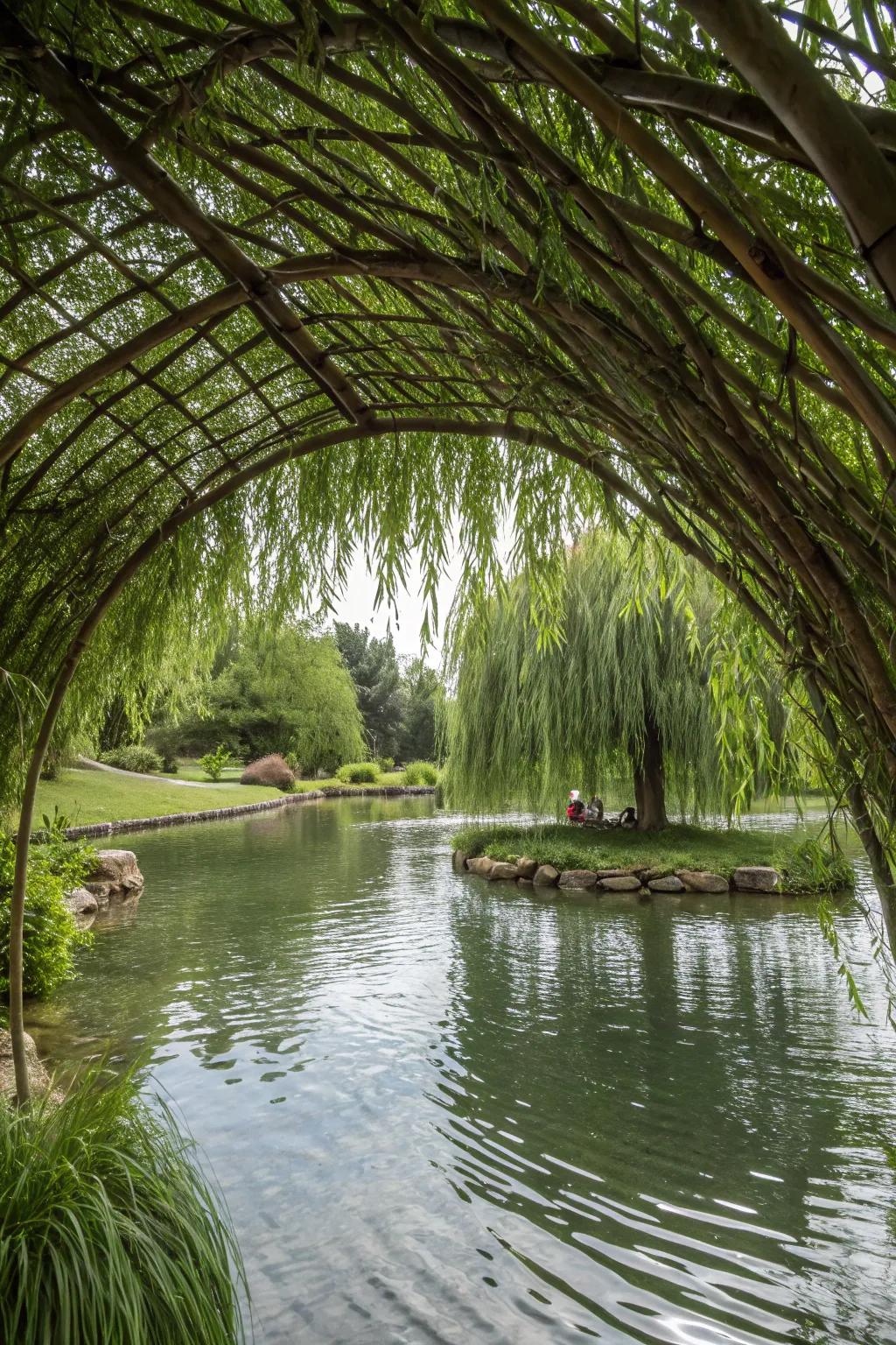 A living willow structure offering artistic natural shade.