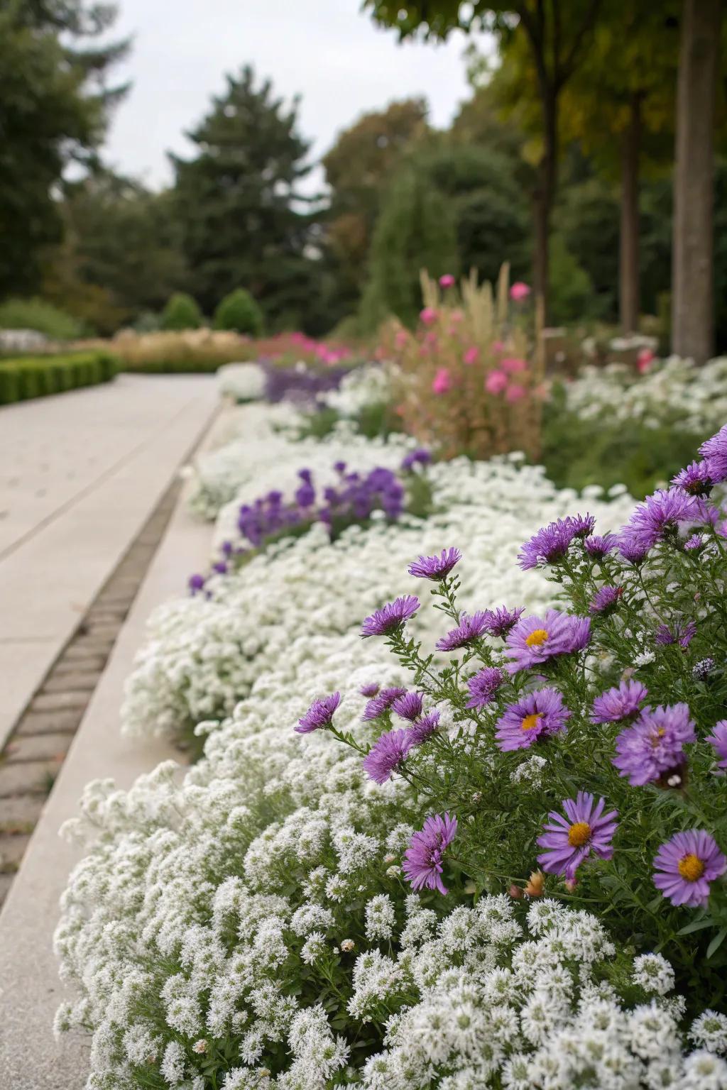 A purple and white floral wonderland in early autumn.