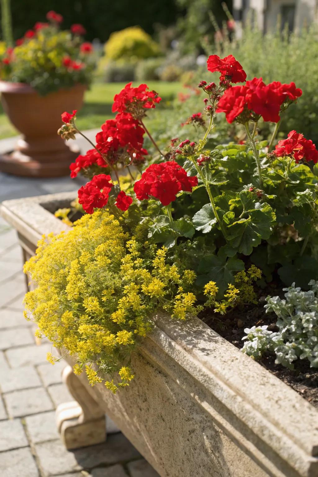Golden thyme creates a vibrant herbaceous contrast with red geraniums.