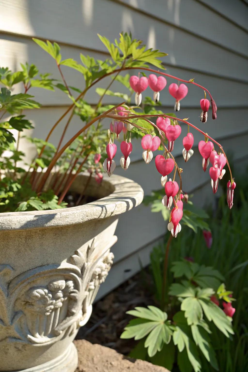 Delicate bleeding heart blooms adding a romantic touch to a shaded corner.
