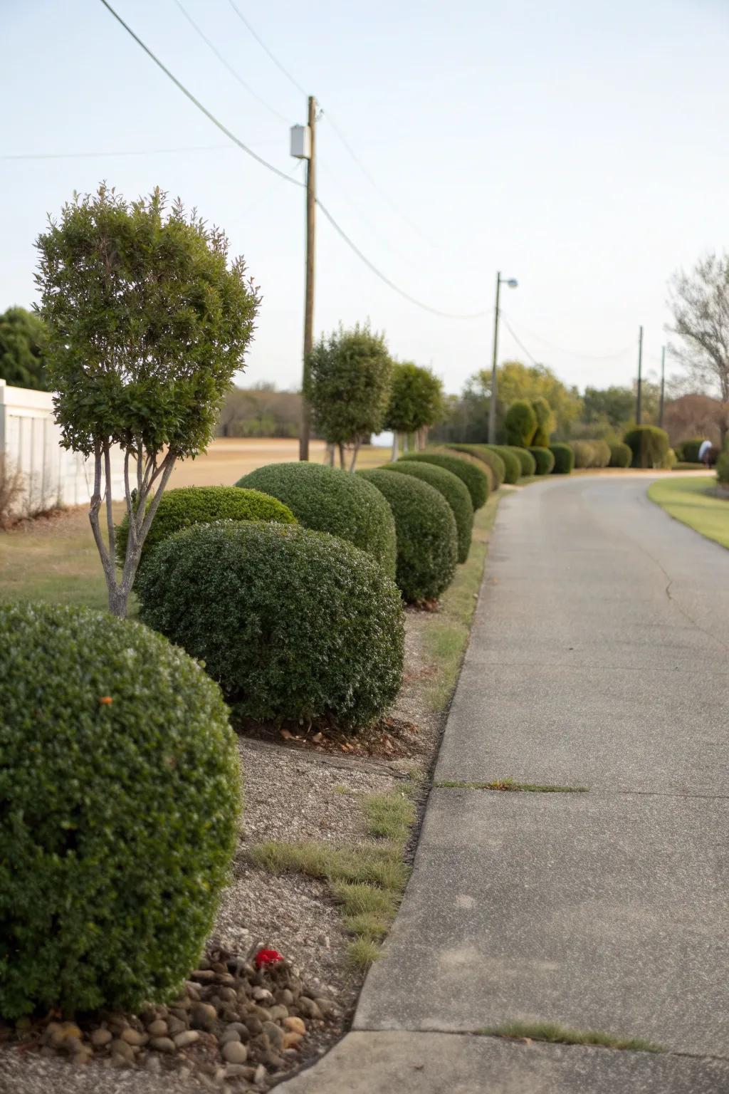 Bushes and shrubs offer structure and soften edges.