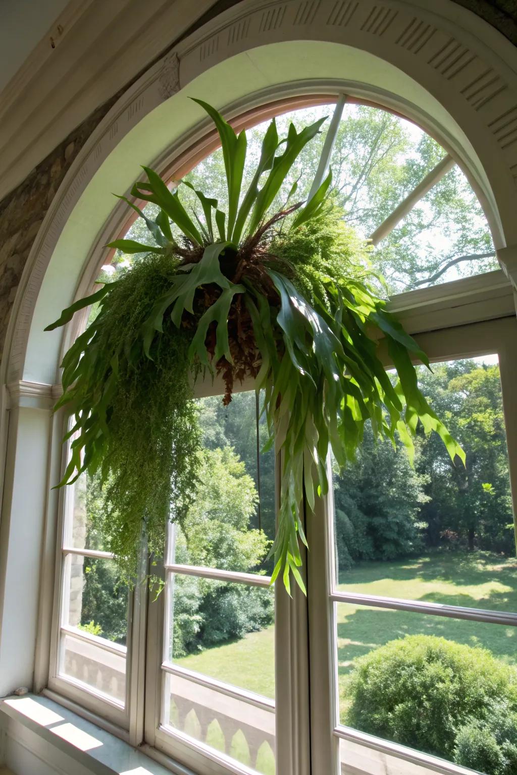 Frame your view with a staghorn fern above a window arch.
