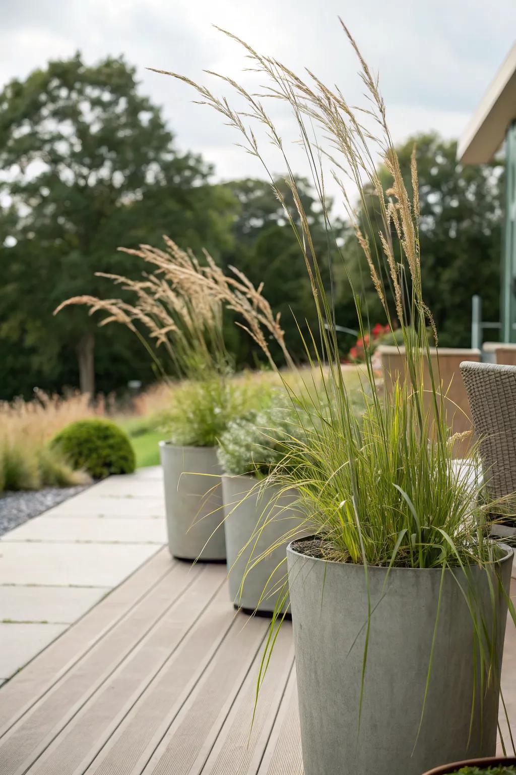 Tall grasses thriving in containers for versatile garden design.