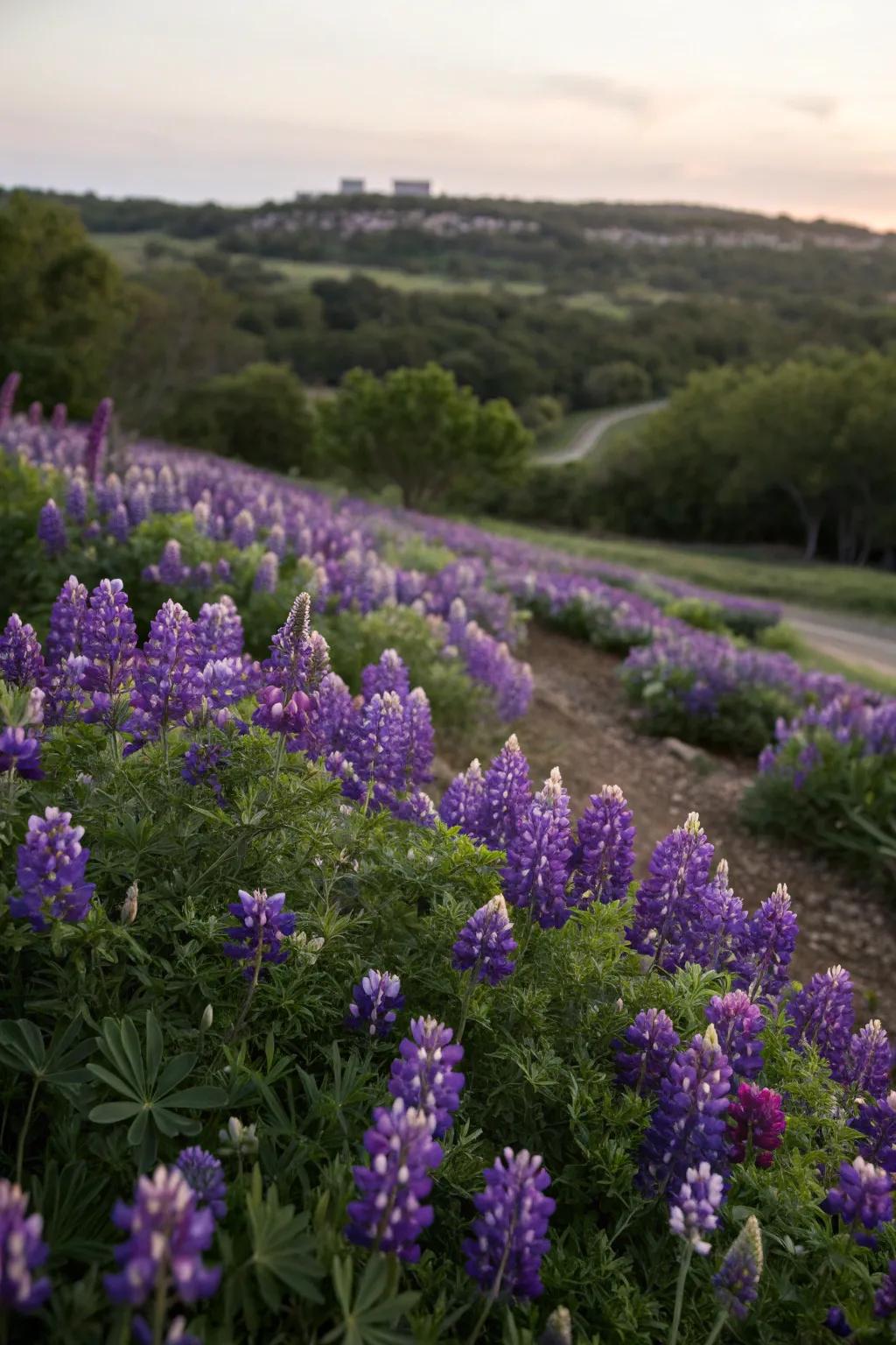 A monochromatic theme adds elegance to this Texas garden.