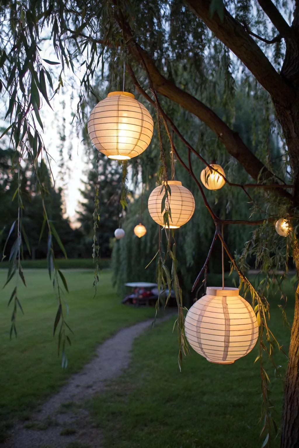 Lanterns add a touch of magic to the willow's natural grace.