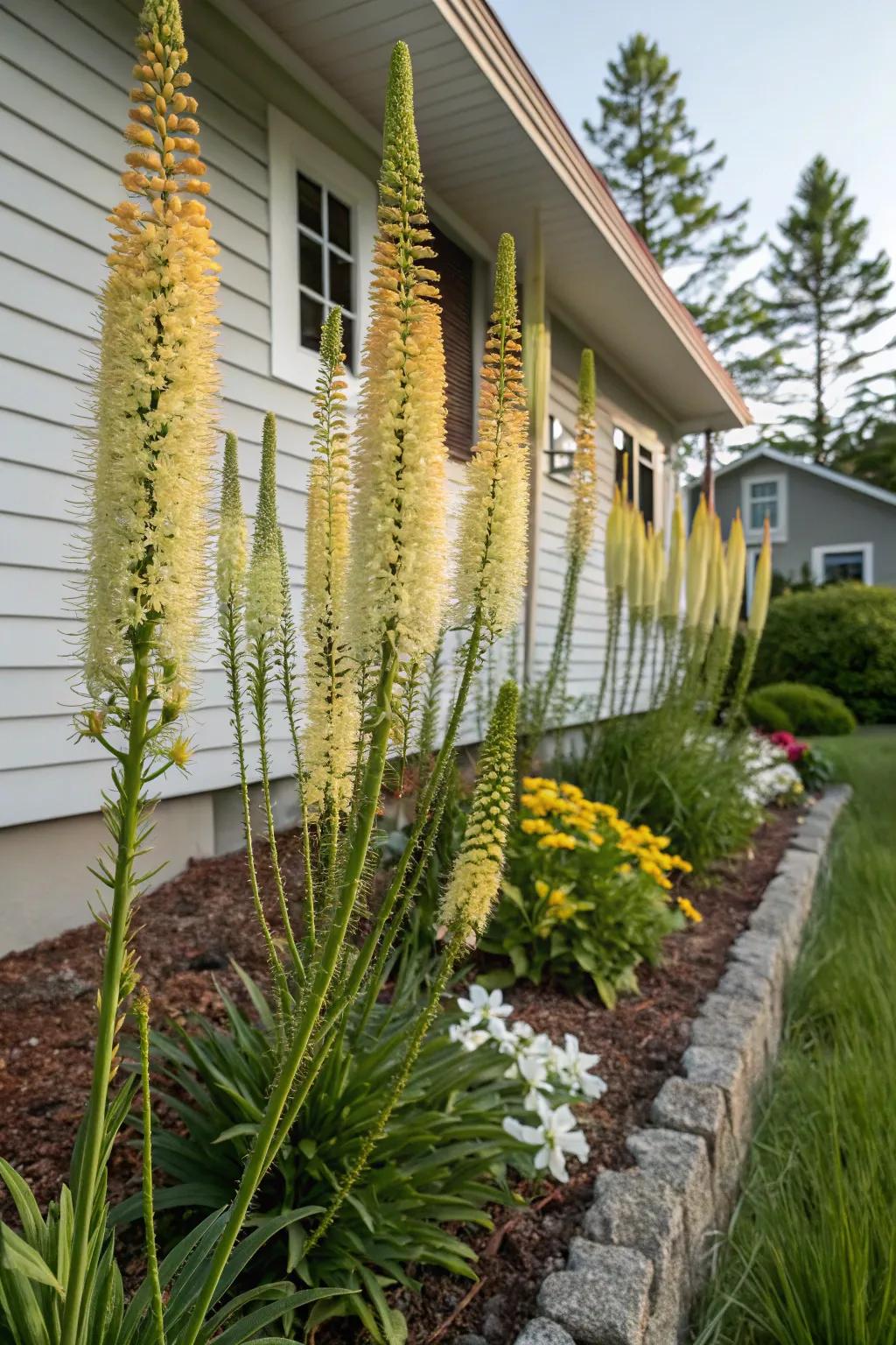 Foxtail lilies bring height and drama to foundation plantings.