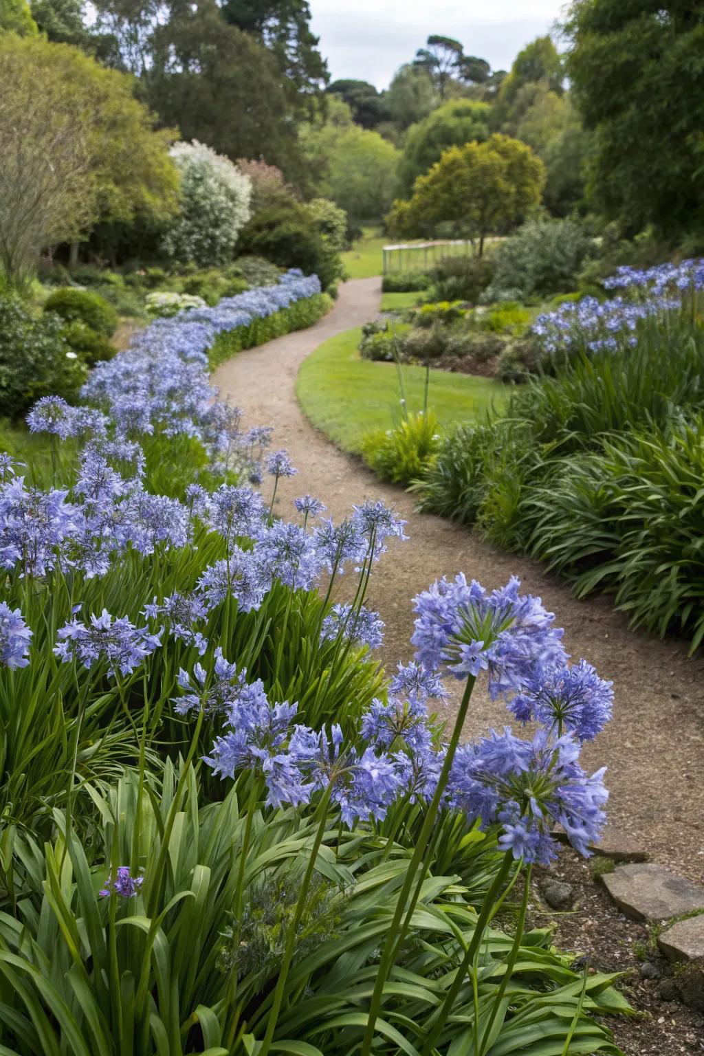 Enjoy seasonal blooms with carefully planned agapanthus planting.