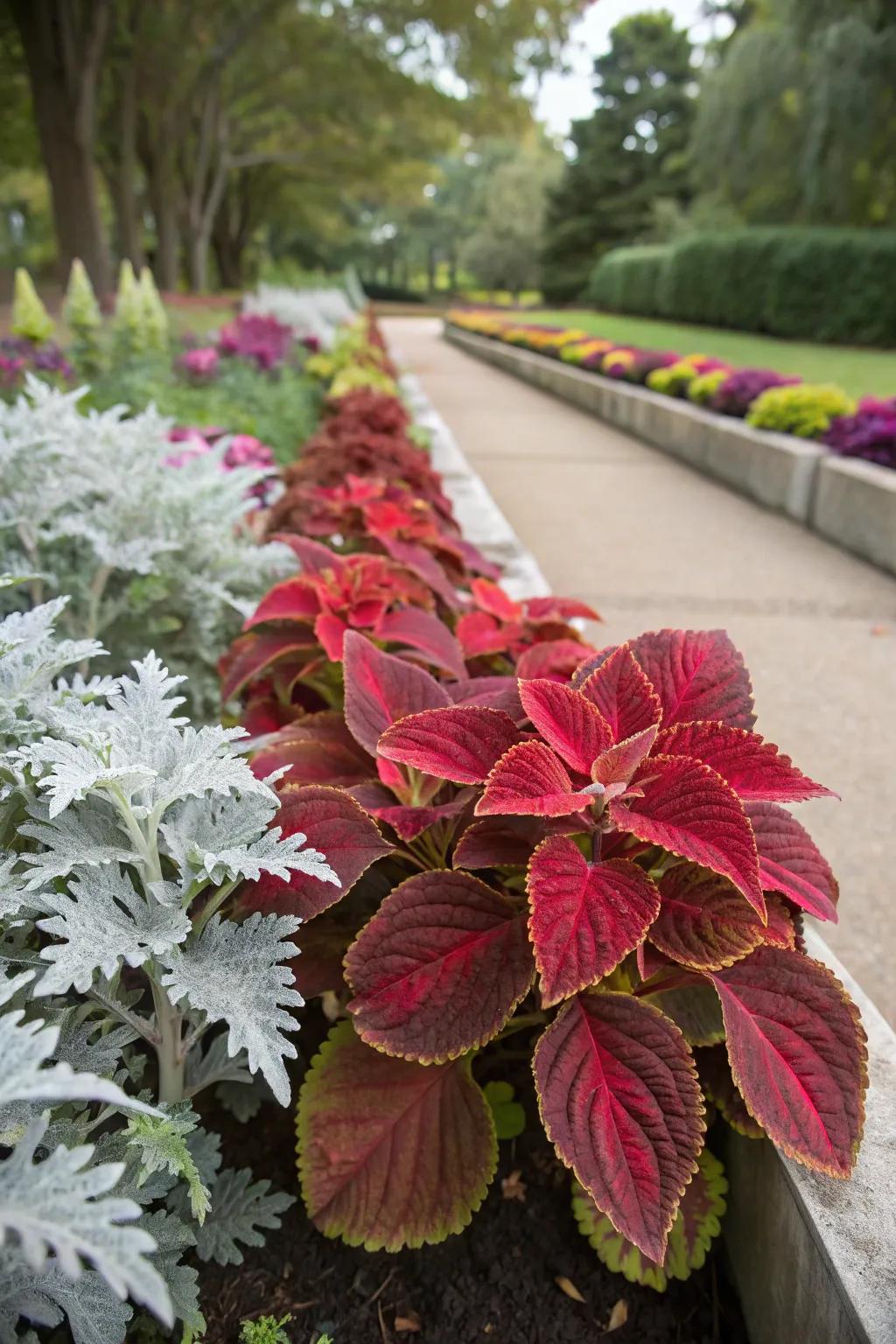 Textural intrigue with coleus and dusty miller foliage.
