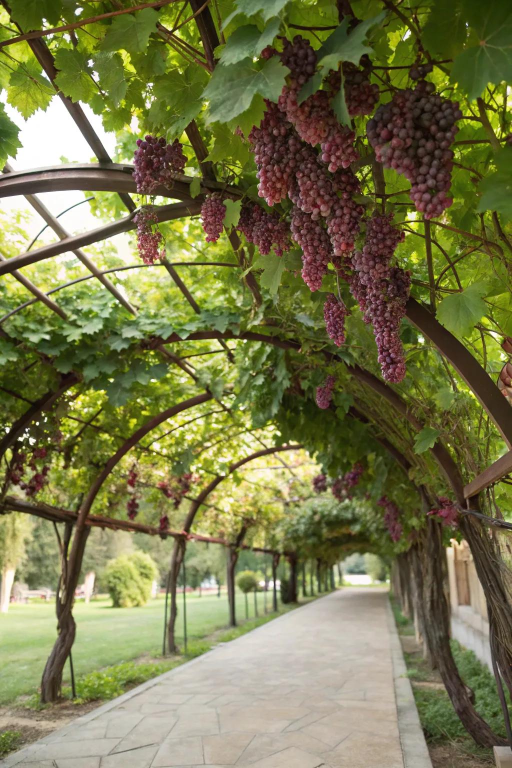 An edible arch trellis with grapevines.
