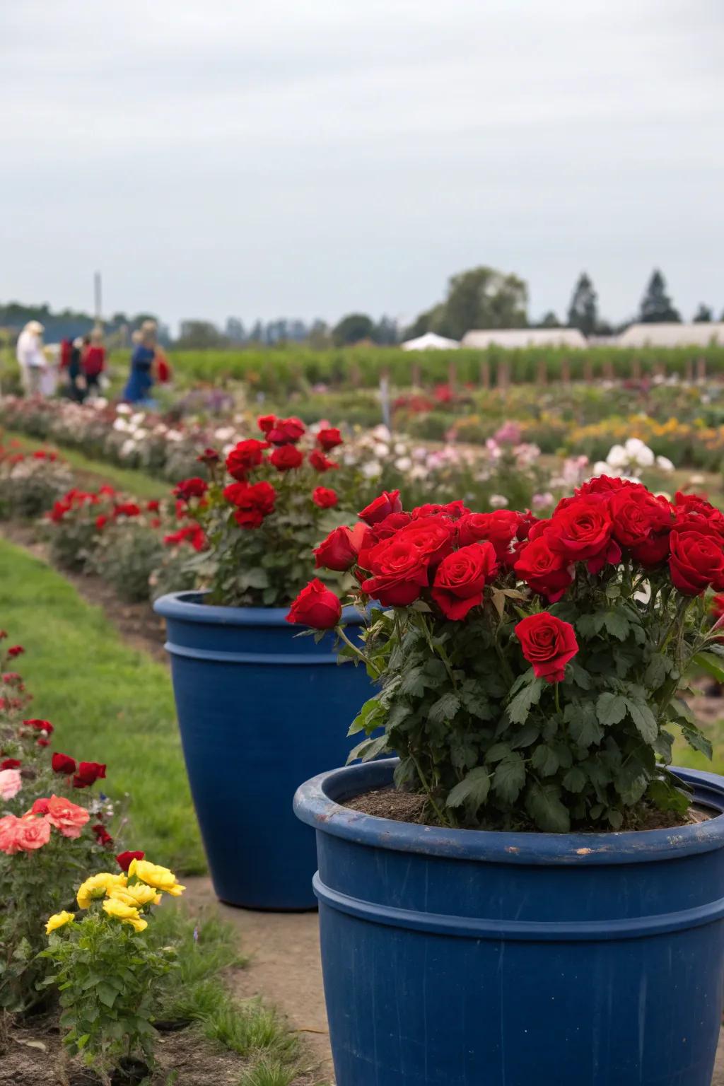 Bold color contrasts making roses pop.