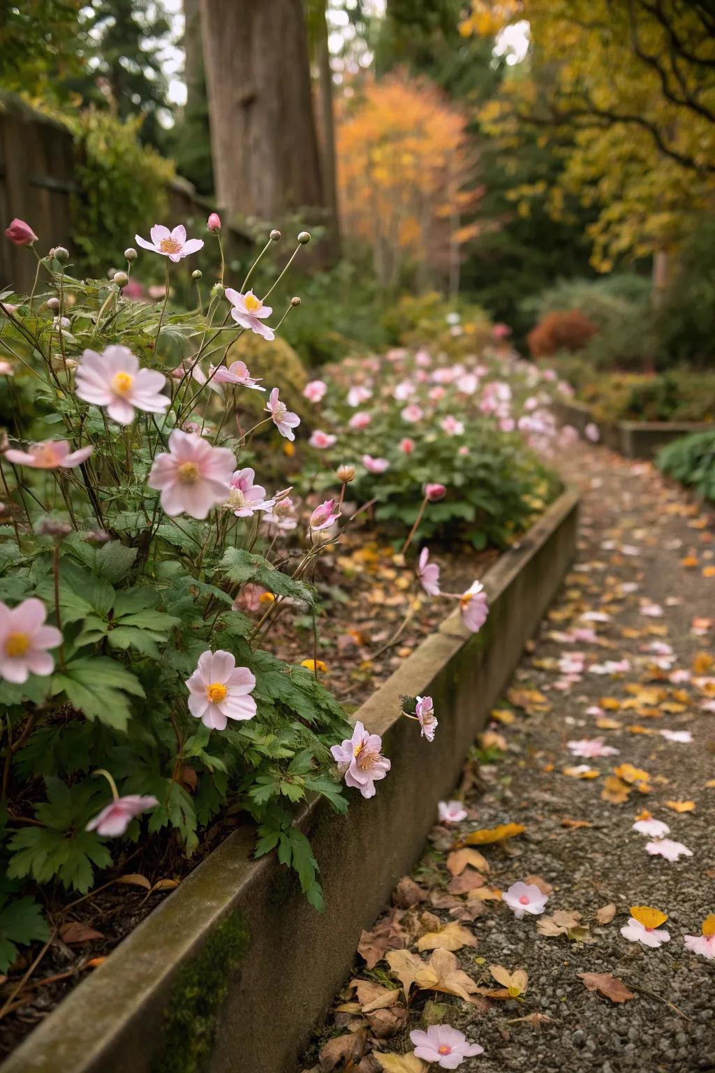 Japanese anemones offer vibrant autumn blooms.
