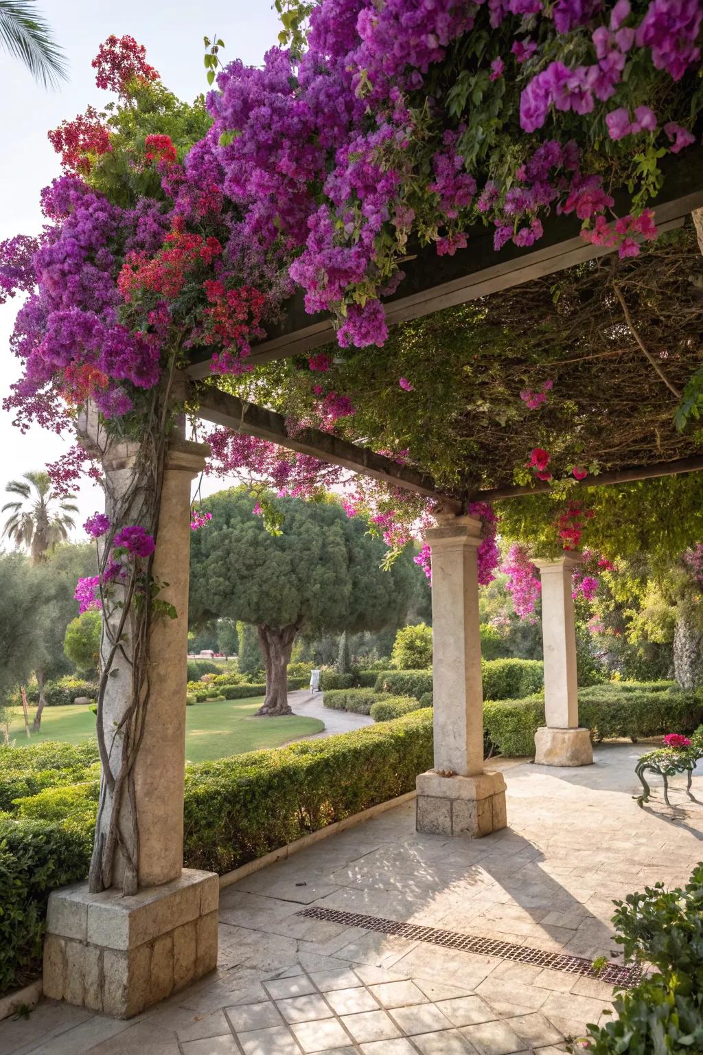 Transform pergolas into bougainvillea paradises.