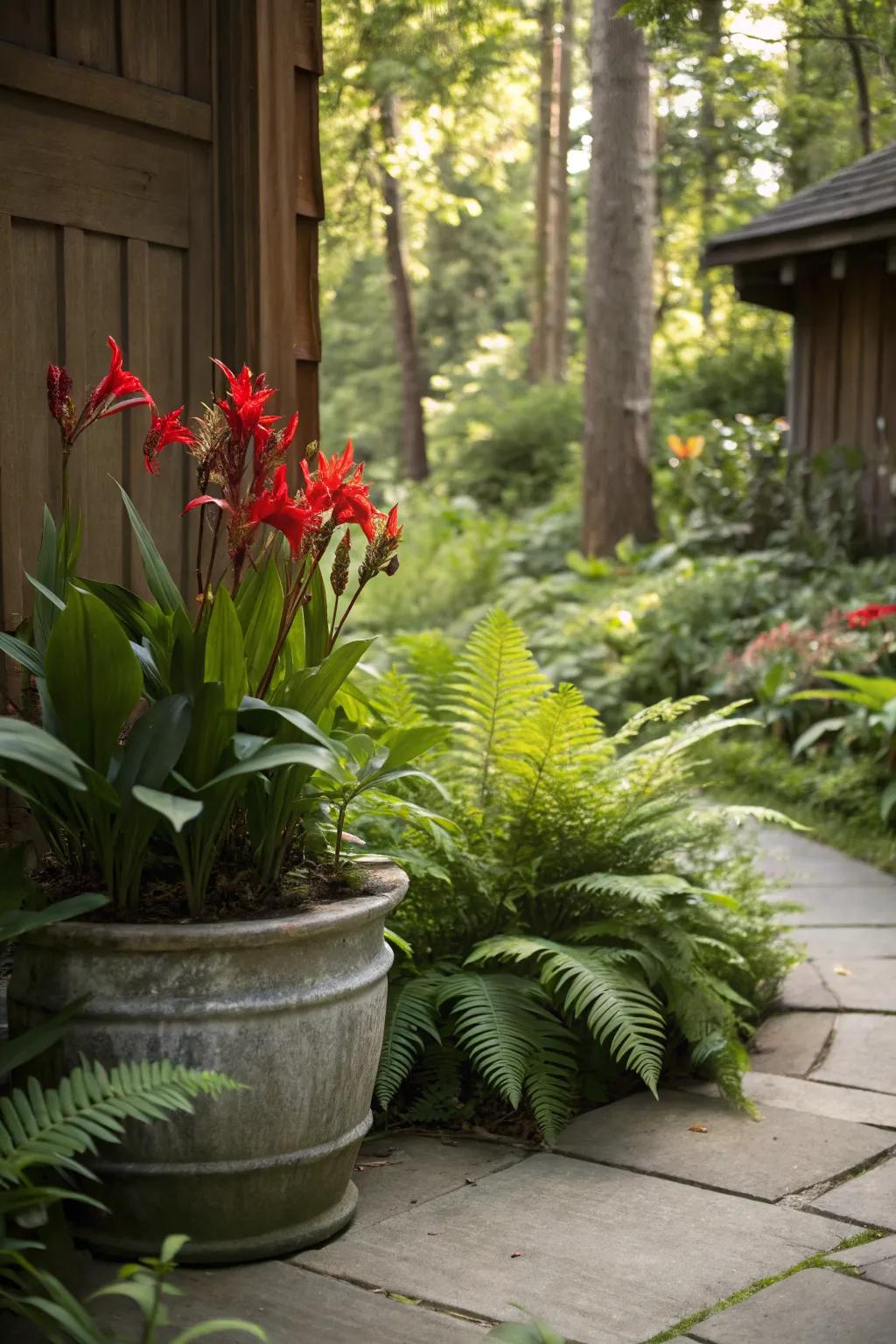 Canna lilies can adapt to partial shade, maintaining their vibrant appearance.