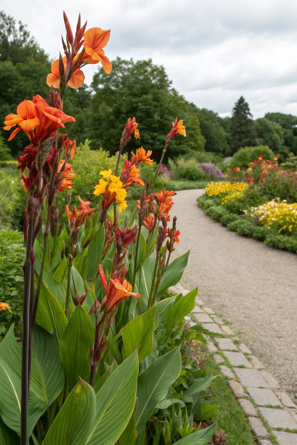 Canna lilies creating vertical interest through staggered planting.