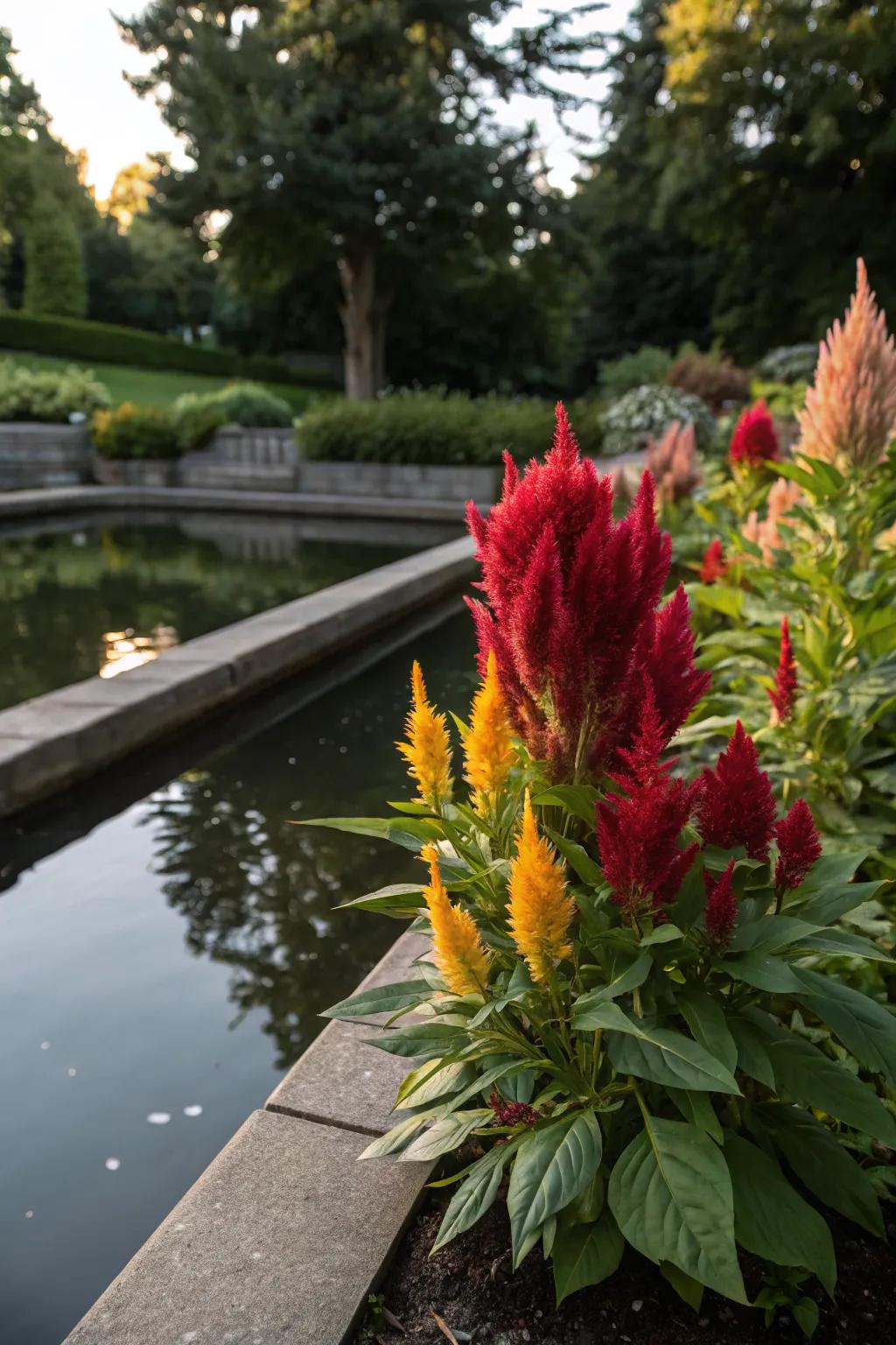 Celosia adds striking color to water garden settings.