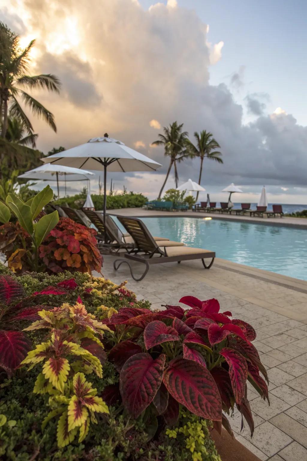 Coleus plants create a tropical poolside retreat.