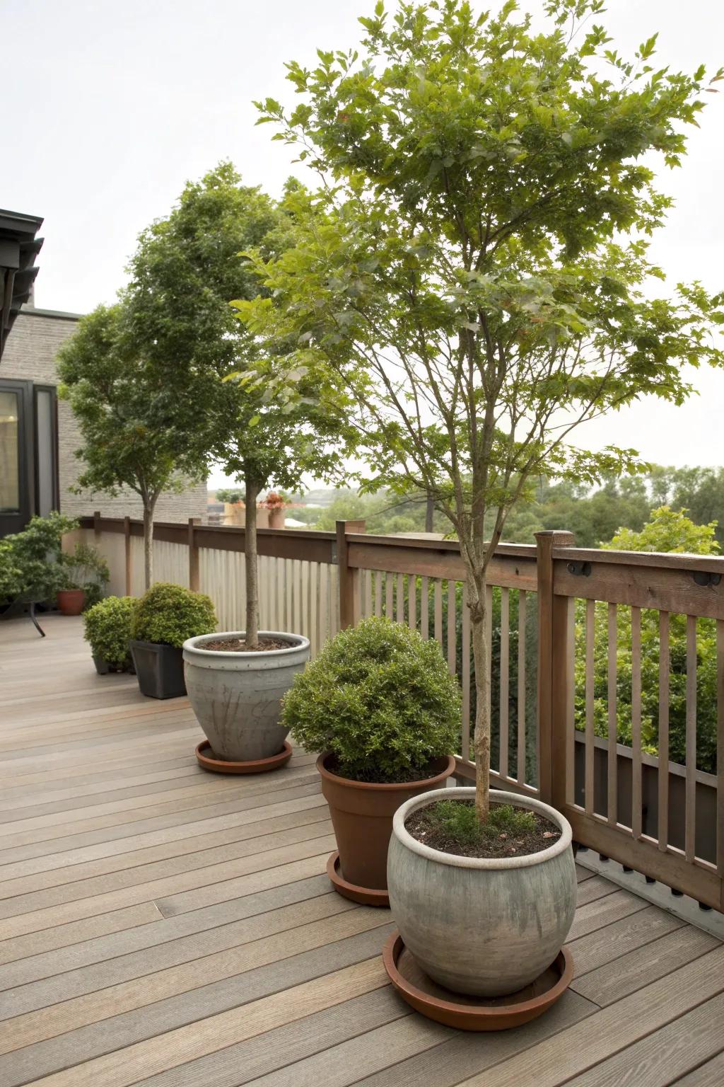 Small trees add height and natural beauty to your deck.