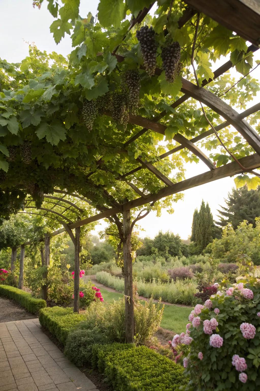 Enhance grape production with a fan trellis.