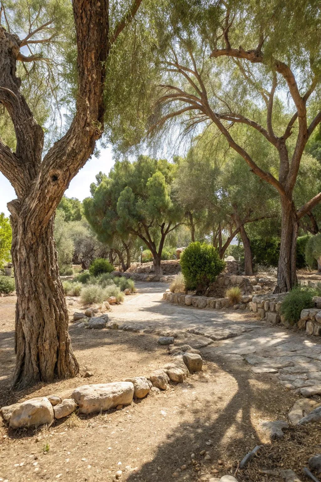 Drought-resistant trees offer shade and structural elegance to dry landscapes.