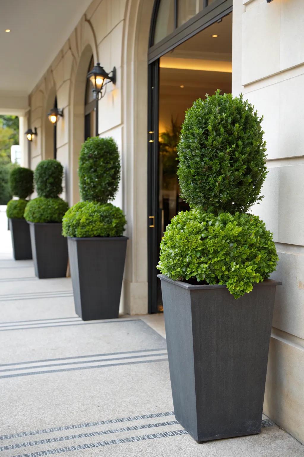 Timeless elegance with evergreen pots