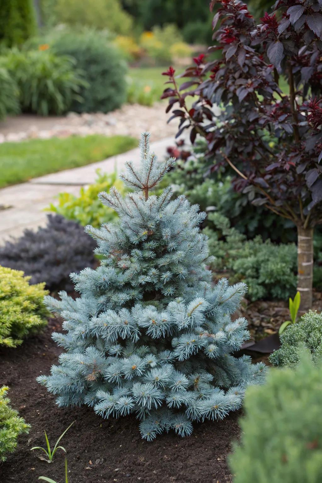 Create drama with contrasting foliage against dwarf blue spruce.