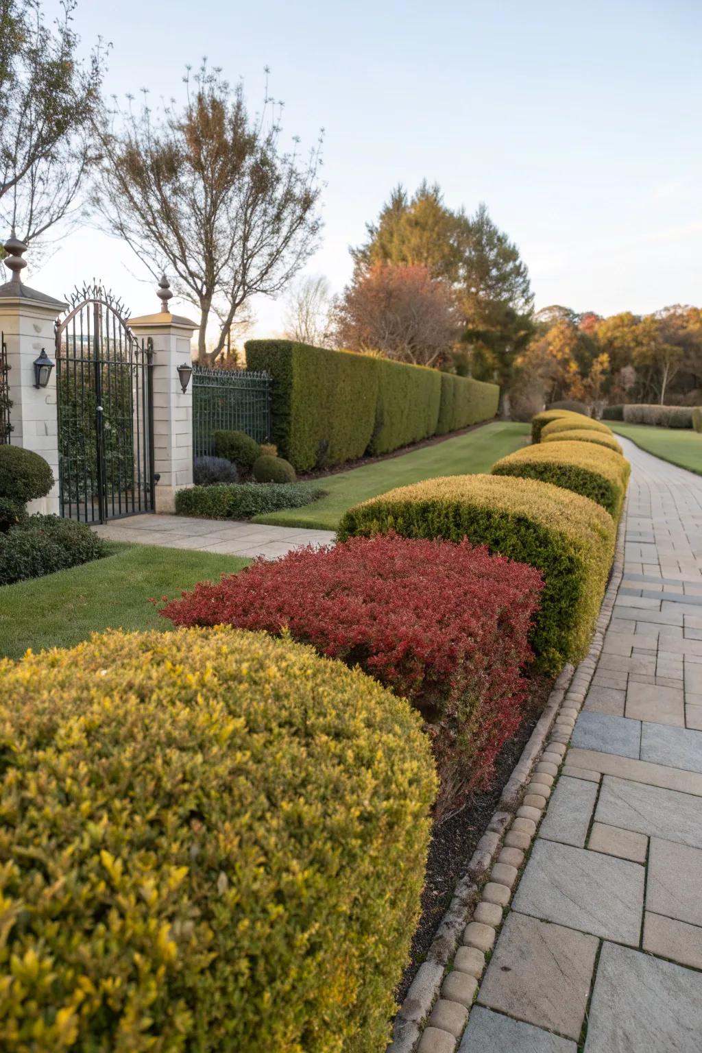Hedges with seasonal color changes offer a dynamic year-round display.