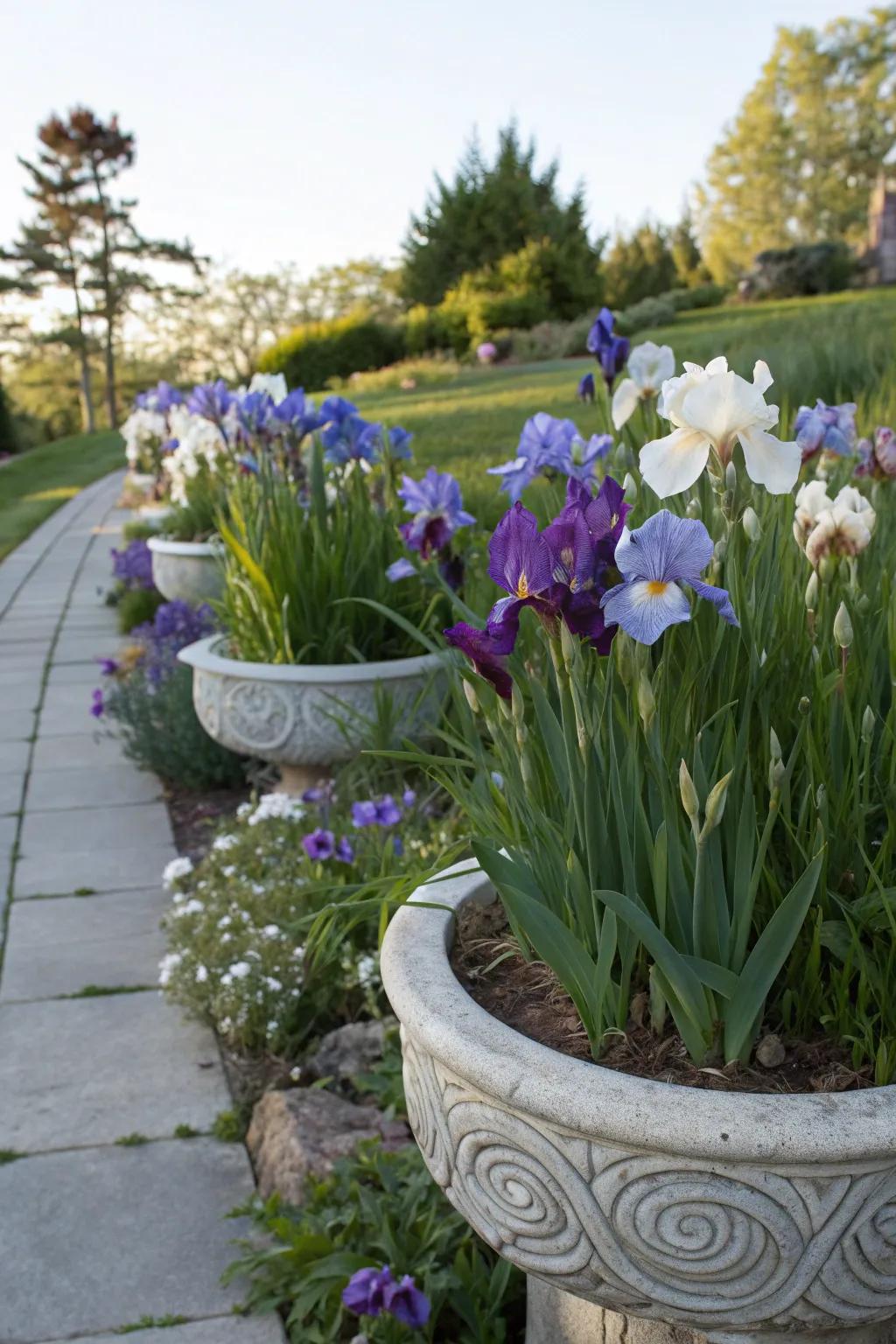 Portable beauty with irises in containers.