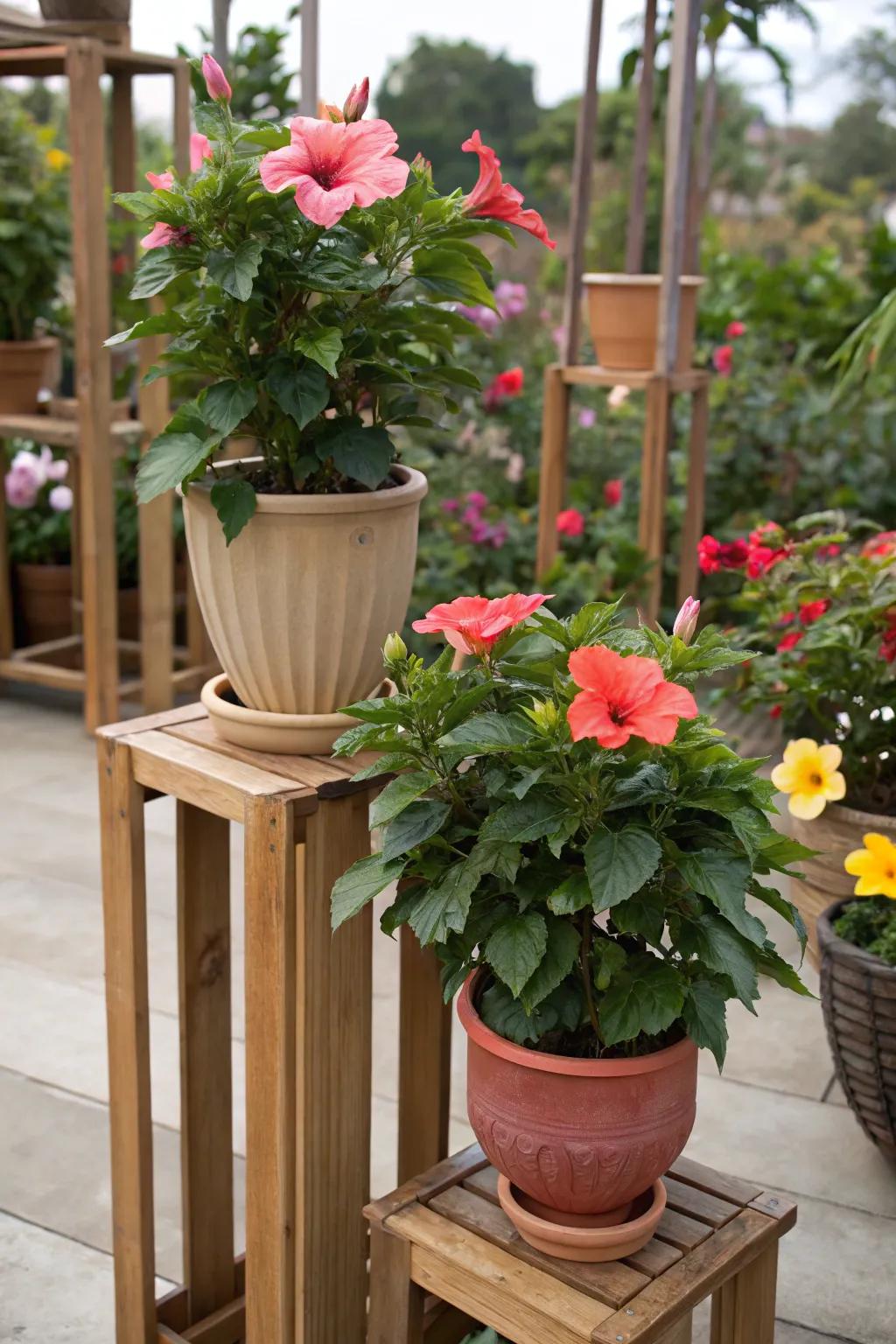 Plant stands add height and depth to a hibiscus garden display.