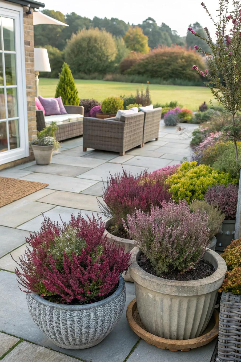 Seasonal container gardening with heathers for continuous charm.