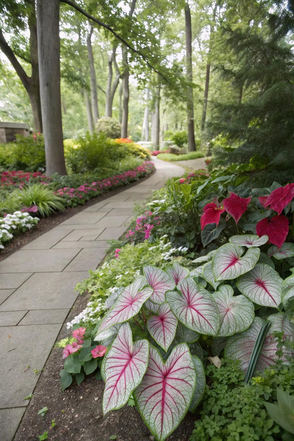 Achieve a naturalistic garden with the help of caladiums.