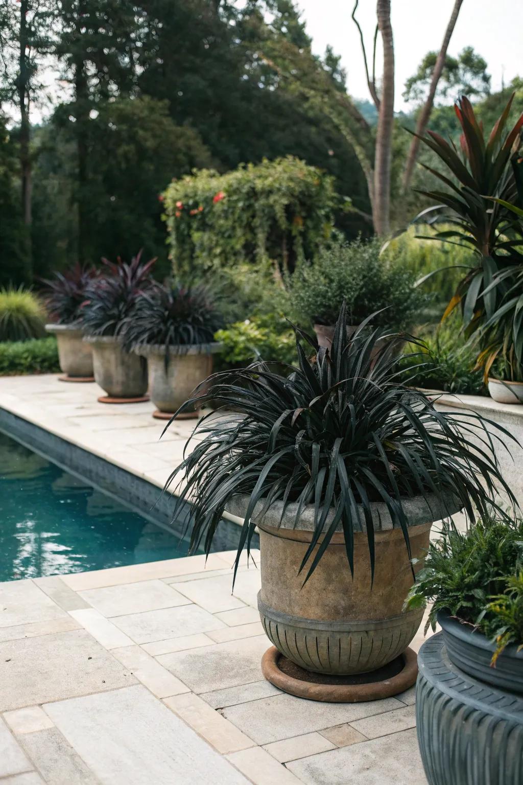 Add drama to your poolside with dark foliage plants.