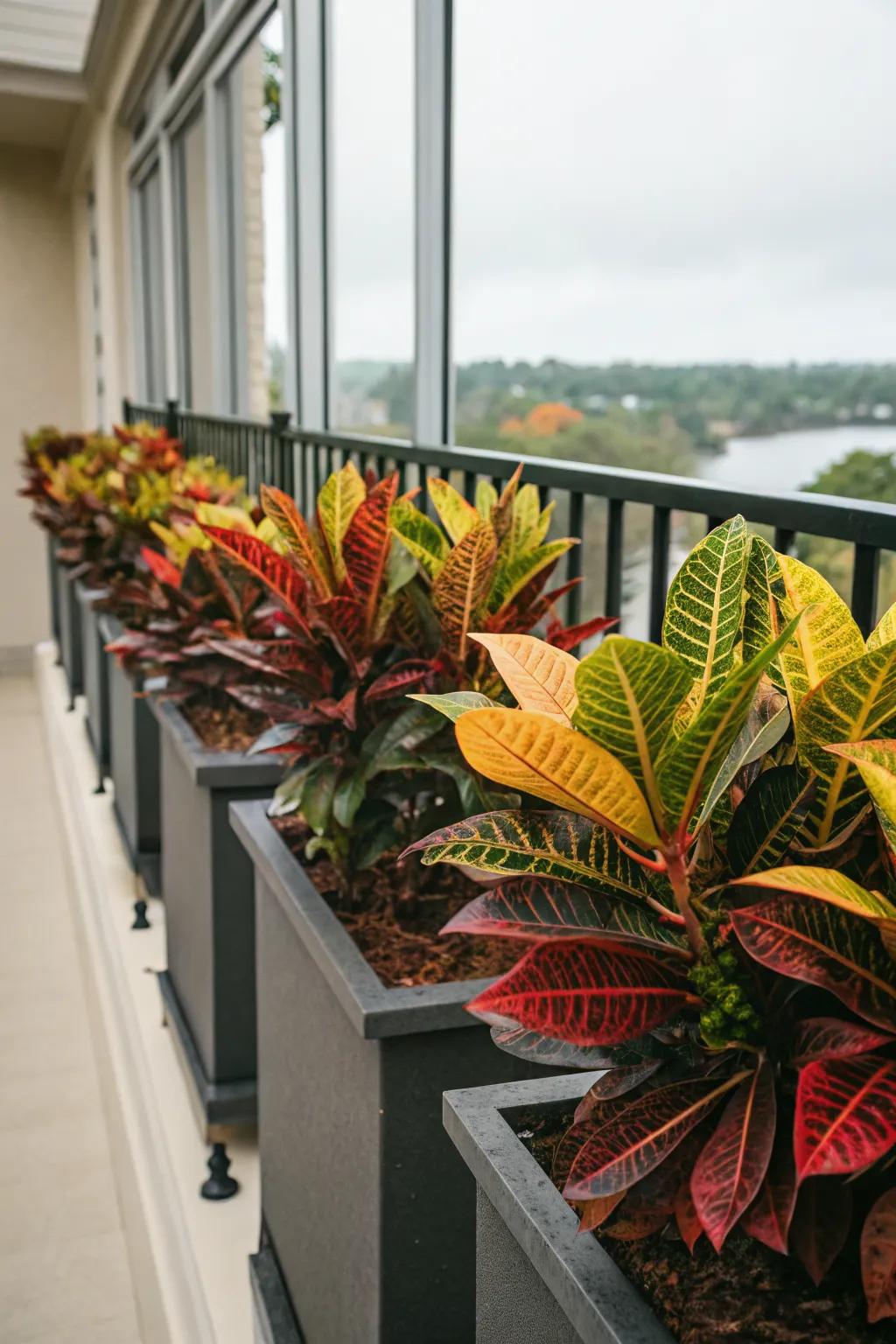 Mammy Crotons adding a whimsical touch to window boxes.
